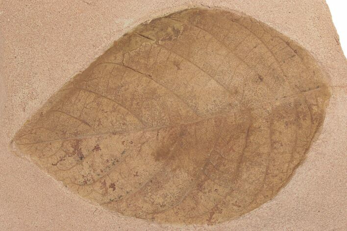 Red Fossil Leaf - Montana #188941